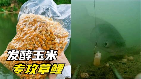 聽說這款發酵玉米窩料鯉魚草魚排隊吃，真有那麽厲害？結果很明顯 Youtube