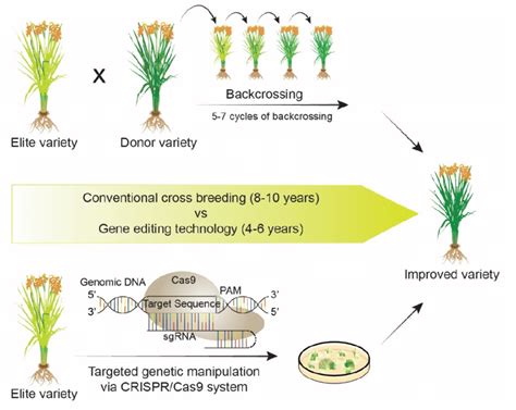 Application Of Crispr Cas System For Developing Elite Variety With