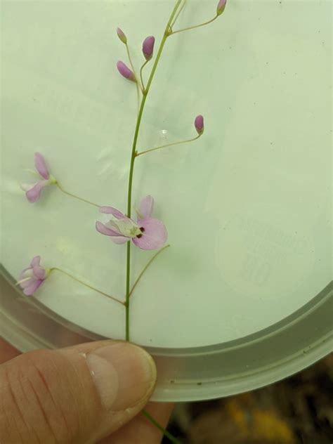 Naked Flowered Tick Trefoil From Knox Township OH USA On July 22