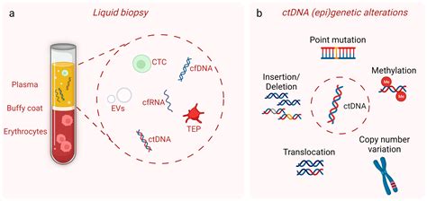 Cells Free Full Text Circulating Tumor Dna In The Management Of