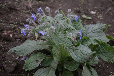 Strawberry Plants & Borage (All You Need to Know)