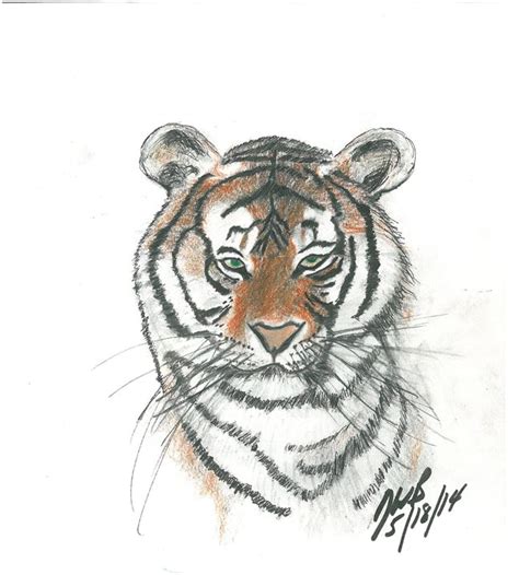 Bengal Tiger Sketch at PaintingValley.com | Explore collection of ...