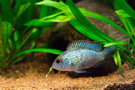 Electric Blue Acara Care Guide Tank Mates Breeding Tank Size And Setup