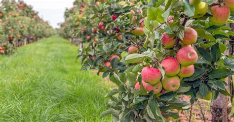 Voici 9 des meilleurs vergers où cueillir des pommes près de Québec Zeste