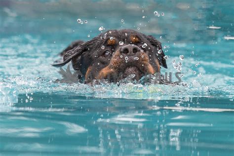 Can Rottweilers Swim