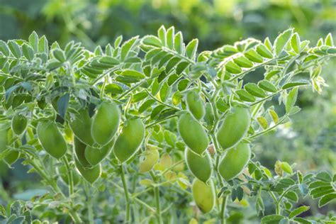 How to Grow a Chickpea Plant: Care Tips for Chickpea Plants - 2025 ...