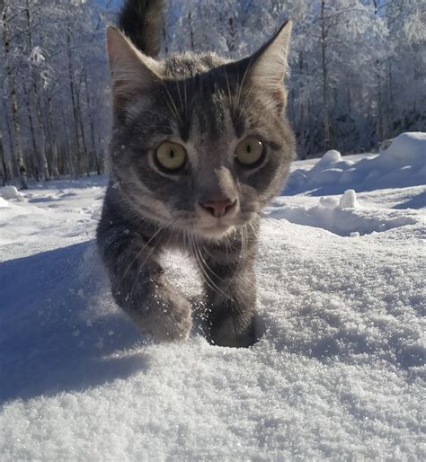 Snow cat : r/pics