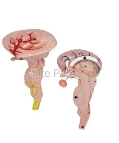 Labeled Brain Stem Model