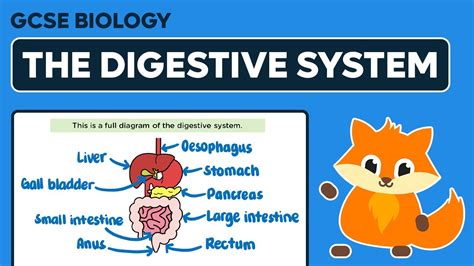 The Human Digestive System Gcse Biology Youtube