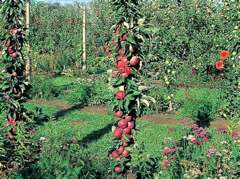 Comment Installer Un Arbre Fruitier Colonnaire Arbre Fruitier