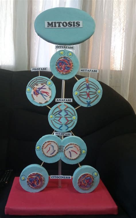 Maqueta Mitosis En 2022 Mitosis Maquetas De Escuelas Maquetas De Porn