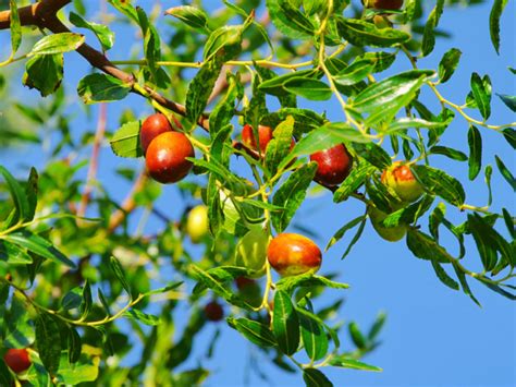 Shanxi Li Jujube Tree • Just Fruits And Exotics