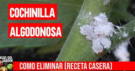 Insecticida más eficaz contra la cochinilla algodonosa guía completa