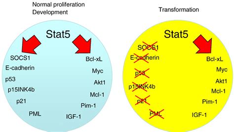 Figure 4 From The Role Of Stat5 Transcription Factors As Tumor