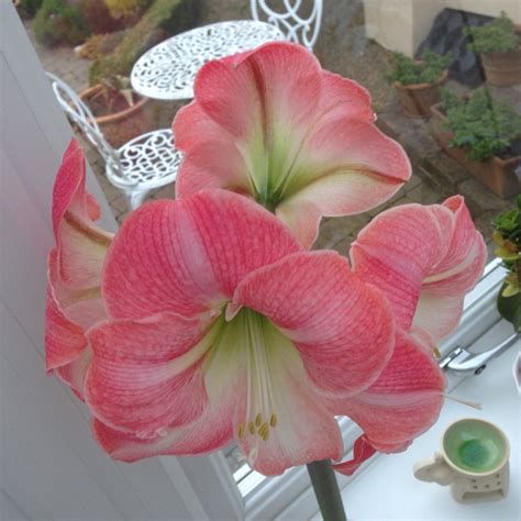 Hippeastrum Candy Floss Hippeastrum Candy Floss Uploaded By