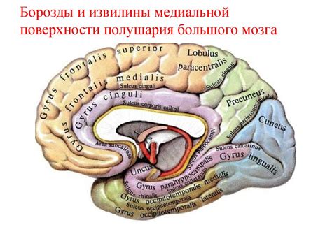 Анатомия Центральной Нервной Системы - instrukciyamachine