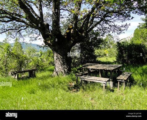 Wooden Picnic Table Under Tree Hi Res Stock Photography And Images Alamy