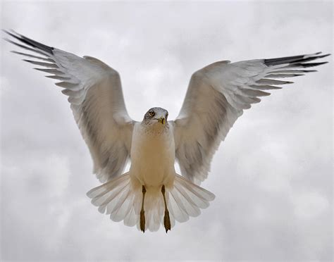 Angel in Flight Photograph by JoAnn Lense | Fine Art America