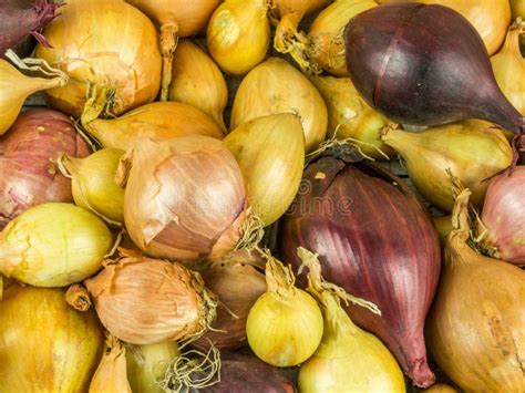 Variedades Da Cebola Na Loja Das Frutas E Legumes Imagem De Stock