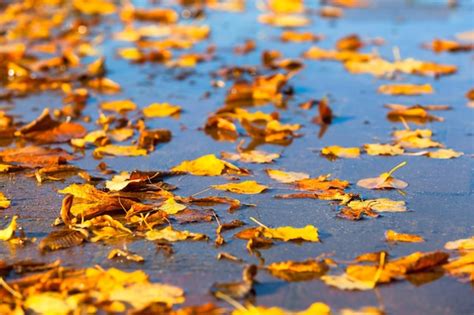 Premium Photo Autumn Leaves Floating On Water