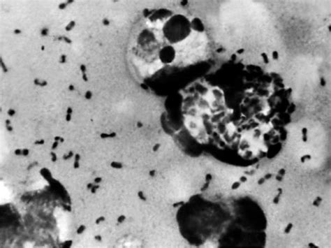 Experts Uncover the Beastiegald Scam: The Full Story - fmhnrca