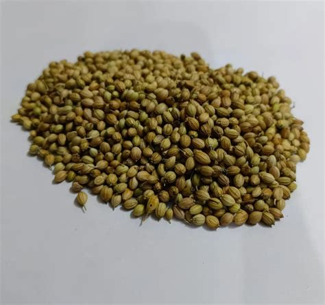 Organic Coriander Seed At Rs Kg Organic Whole Coriander In