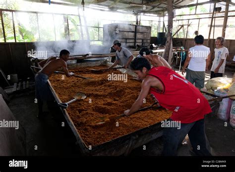 Filipino Workers Processing Muscovado Sugar At A Sugar Mill The