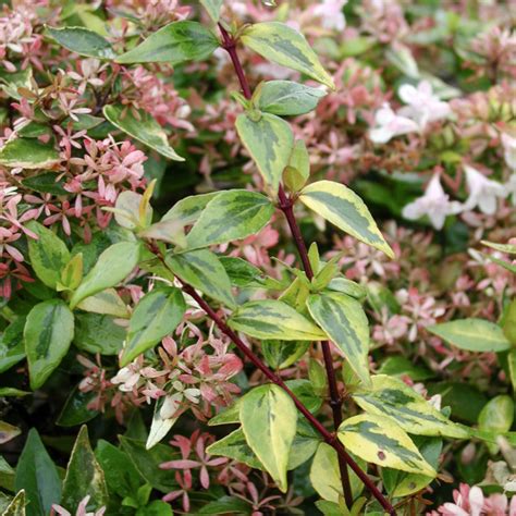 Abelia X Grandiflora Francis Mason