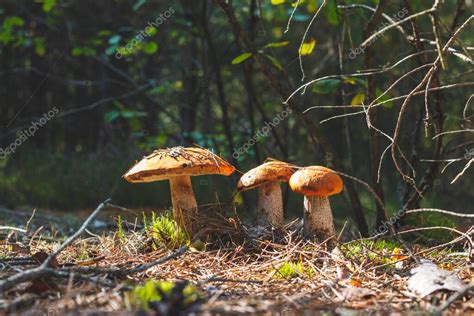 Tres Hongos Boletus Edulis Crecen En Madera Champi Ones De Naranja En