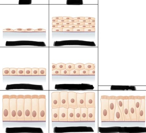 Unit Tissue Level Of Organization Flashcards Quizlet