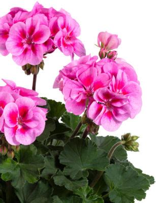 Pelargoni Darkline Pac Bellinda Pikkutaimi Pukinm En Puutarha