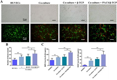 Cs Tcp Scaffolds Enhanced Angiogenesis In Co Cultured Huvecs And