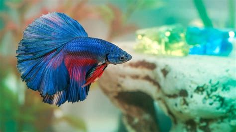 Betta Fish Care Guide Habitat Feeding And Health Bechewy