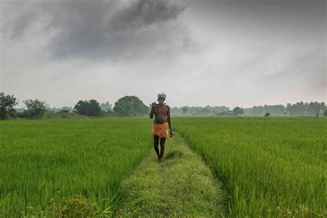 Farmer Walking Across A Rice Field In A Village In Tamil Nadu