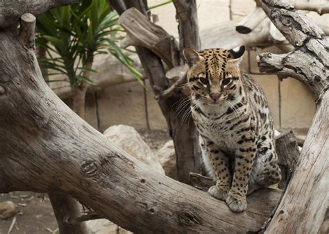 Ocelote Leopardus pardalis David García Flickr