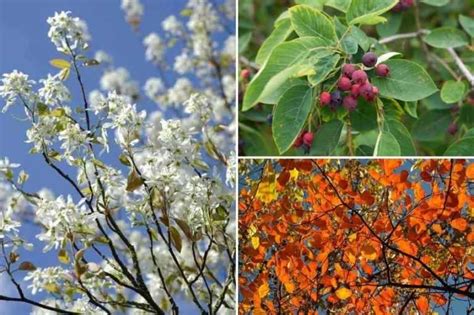 Cultiver Un Am Lanchier En Pot Promesse De Fleurs