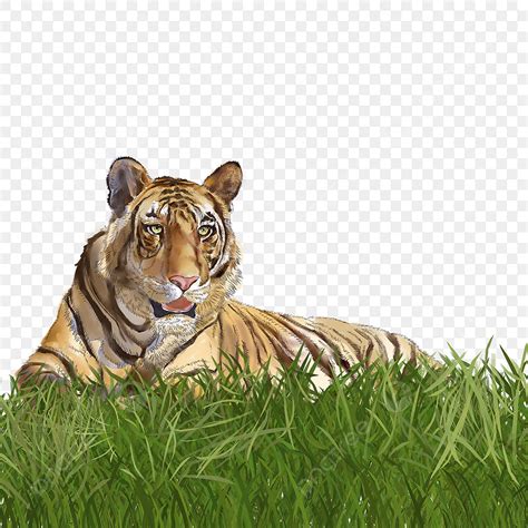 Hand Painted Tiger Png Image Hand Painted Elements Of Beast Tiger