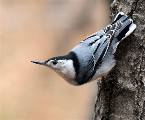 White Breasted Nuthatch Bird Photo Beautiful Birds Nuthatch