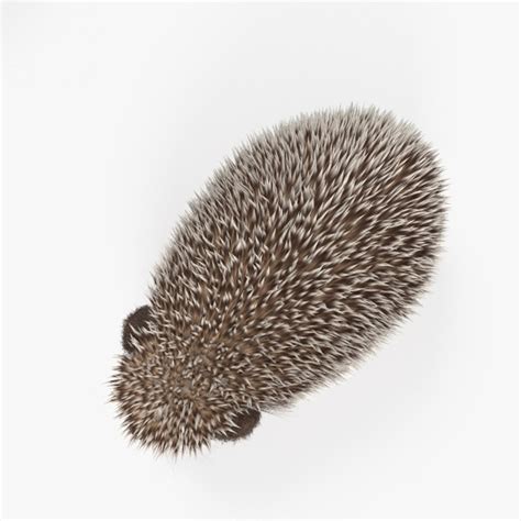 Hedgehog Erinaceinae 3d Model Turbosquid 1357936