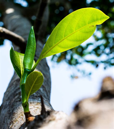 Banco De Imagens árvore Natureza Ramo Plantar Folha Flor