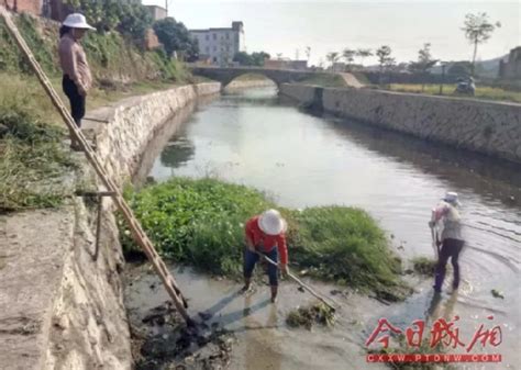 莆田城厢区灵川镇打捞水浮莲 让河道水清岸绿 城厢区 东南网