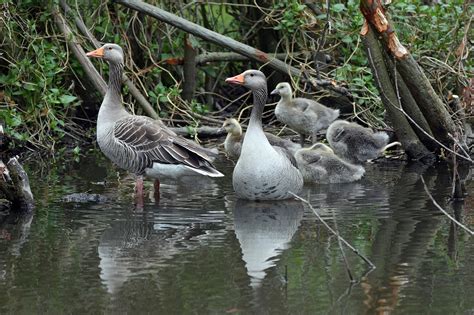 Greylag Geese Birds - Free photo on Pixabay - Pixabay