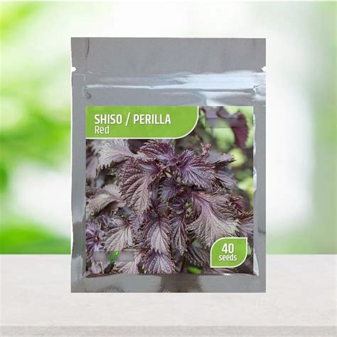 Jual Benih RED SHISO PERILLA Purple Seed Import Kemasan Aluminium