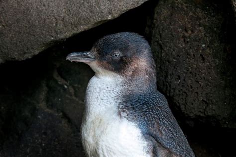 How To See The Little Penguins At St Kilda Breakwater • Roamscapes