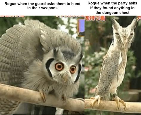 So Were Doing Owl Memes Now Rdndmemes