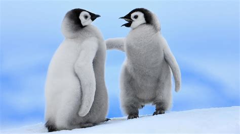 Penguin Wallpapers | Best Wallpapers