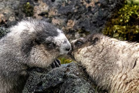 Alaska's Pika Township & Marmot Village | A Truly Rare Hike