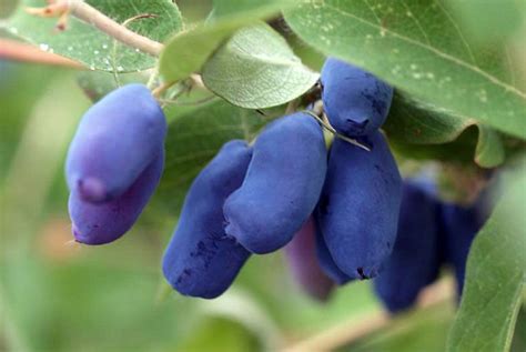 Baya De Mayo Arboles Frutales