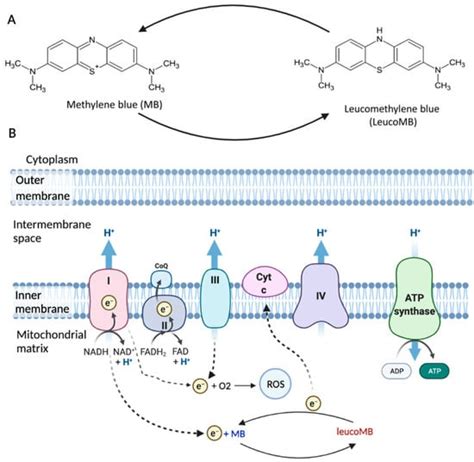 Cells Free Full Text The Potentials Of Methylene Blue As An Anti