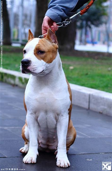 24 Best Images About Amstaff On Pinterest Best Dogs American